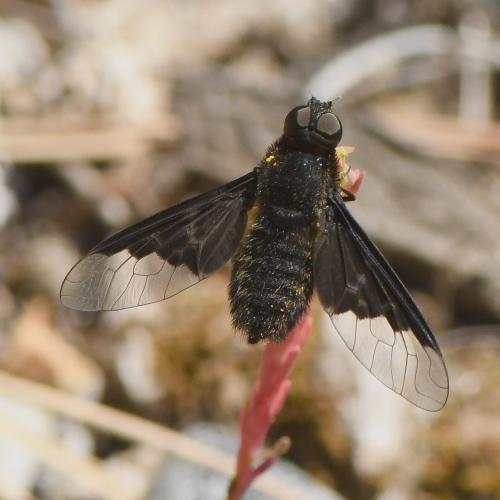 Réf. 230 104 : Hemipenthes morio